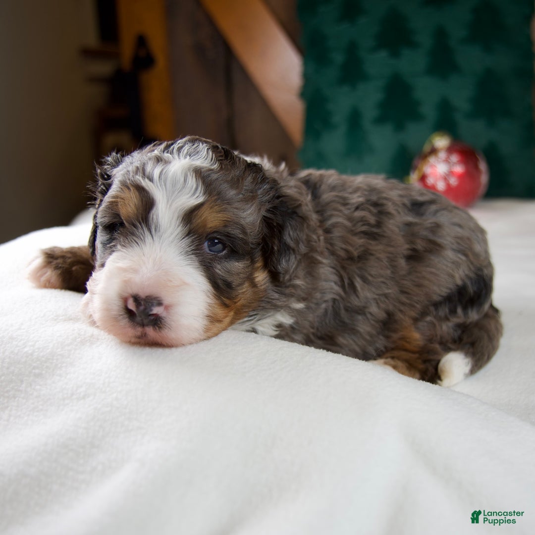 Mini Bernedoodle dogs for sale: Pudding Pop - Ad 3