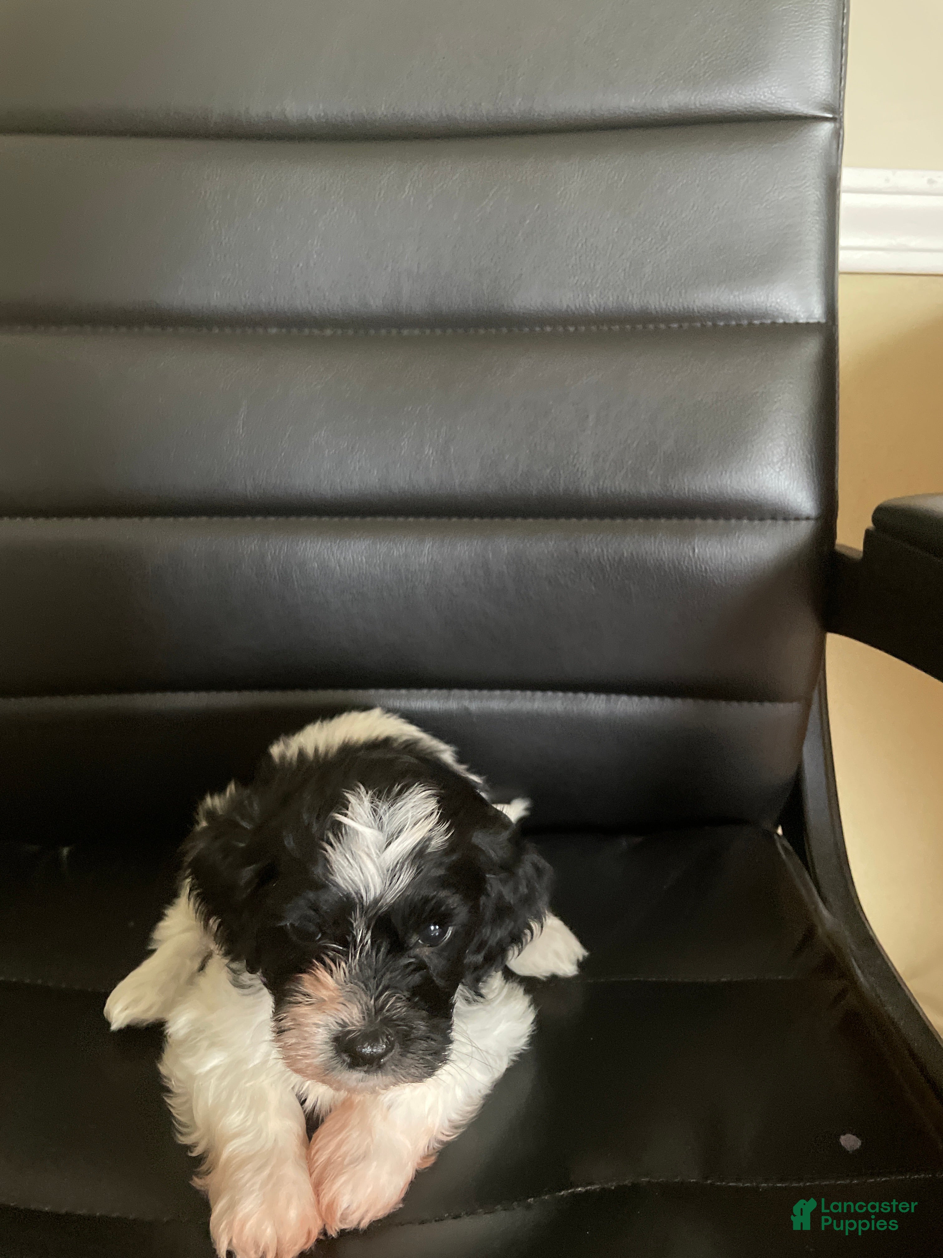 Shihpoo dogs Shihpoo 1 - Ad 1