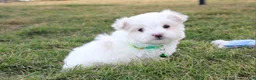 Maltese dogs for sale: Benny  - Ad 12