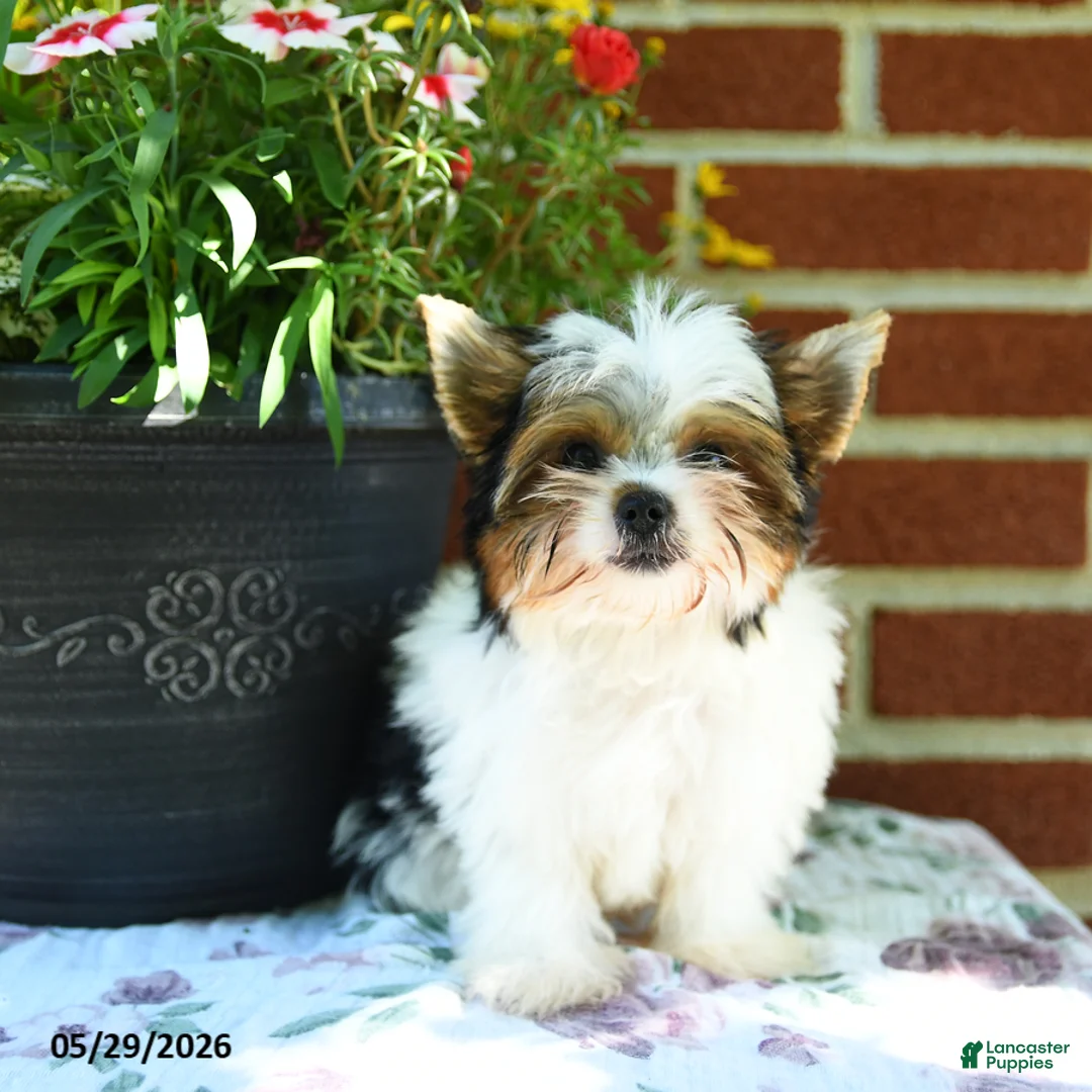 Yorkshire Terrier dogs for sale: Willow - Ad 1