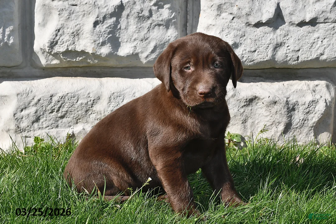 Labrador Retriever dogs for sale: Cash - Ad 1