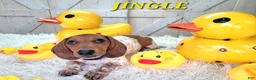 Miniature Dachshund dogs for sale: Jingle Miniature Dachshund Puppy 1 - Ad 3