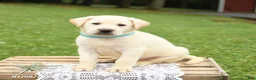 Labrador Retriever dogs for sale: Miles - Ad 2