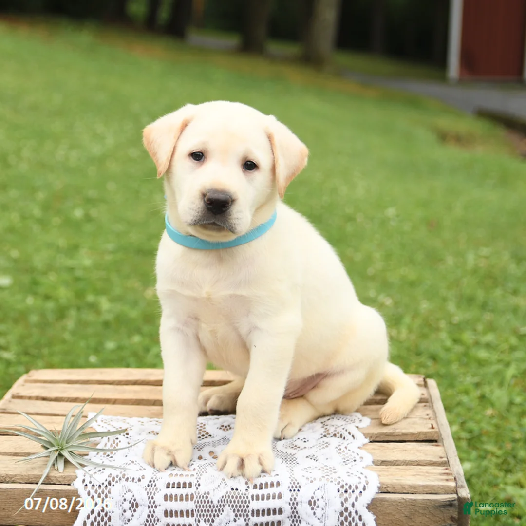 Labrador Retriever dogs for sale: Miles - Ad 2