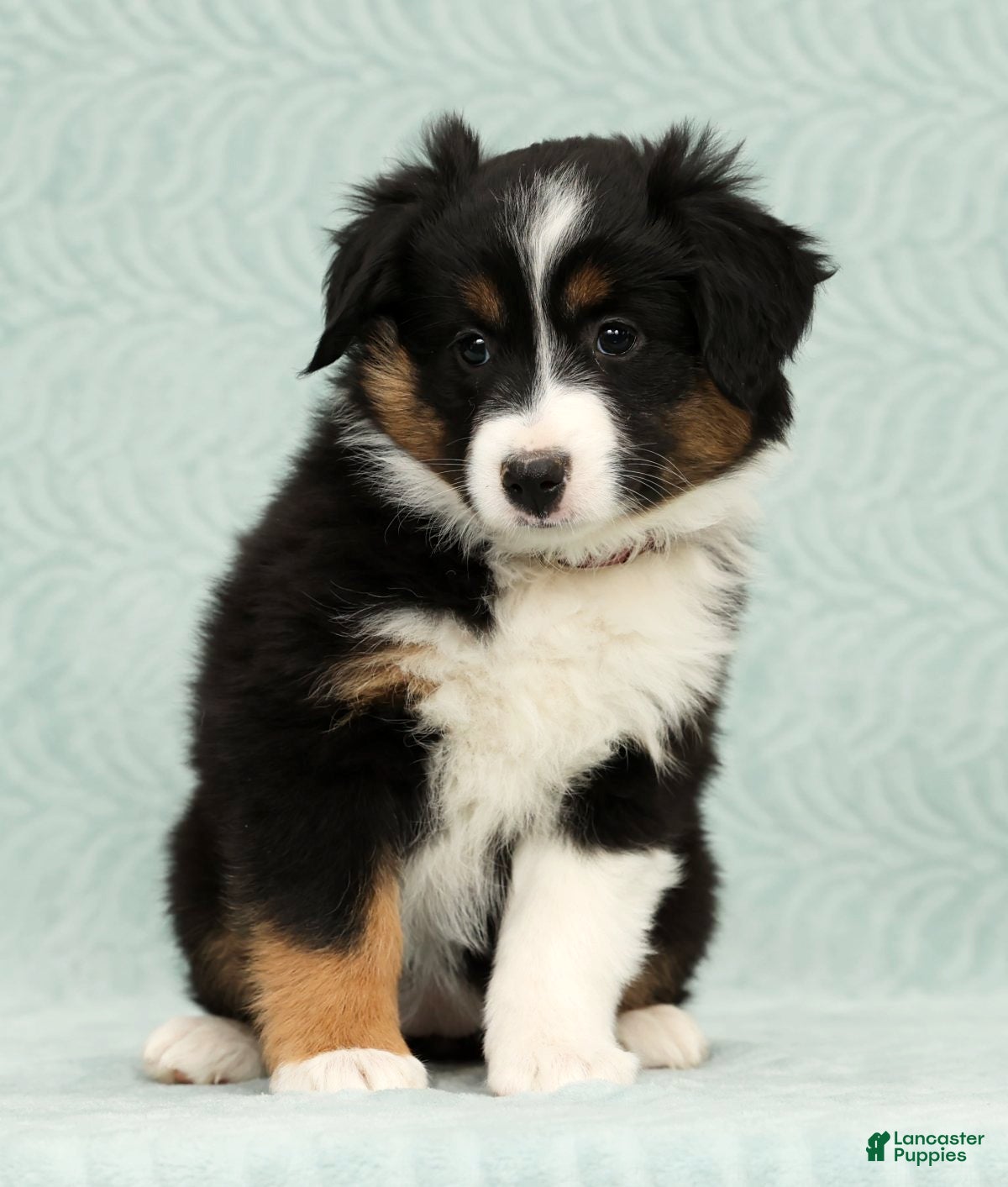 Australian Shepherd dogs Remmi - Ad 11