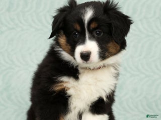 Australian Shepherd dogs Remmi - Ad 6