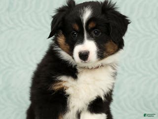 Australian Shepherd dogs Remmi - Ad 29
