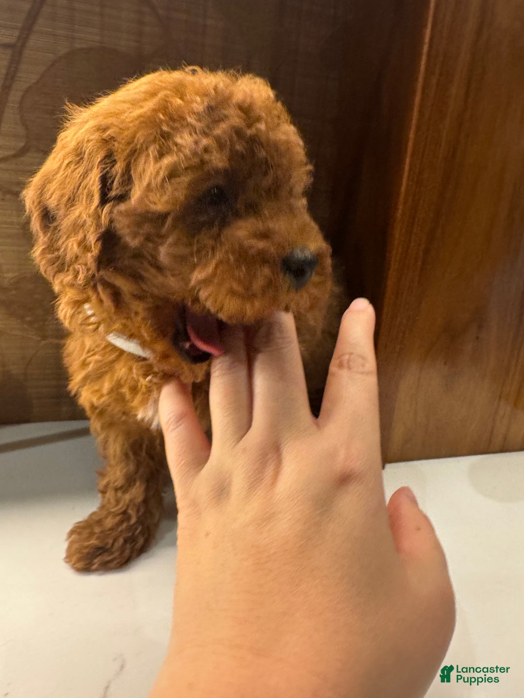 Toy Poodle dogs for sale: Grey - Ad 5