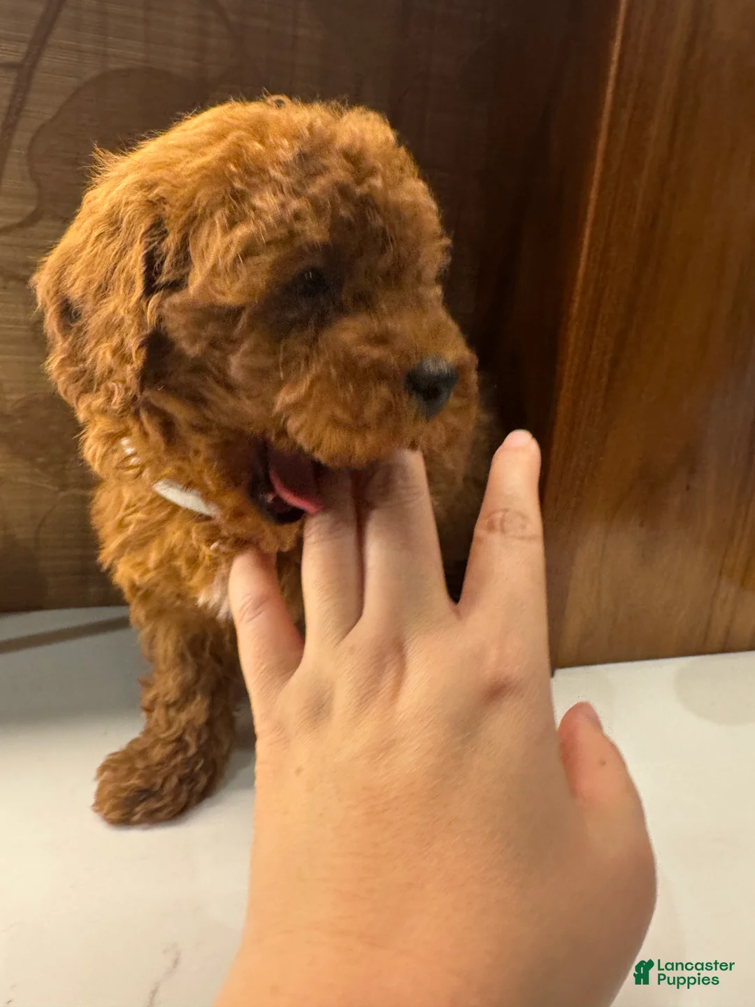 Toy Poodle dogs for sale: Grey - Ad 5