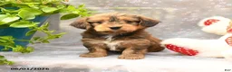 Dorkie dogs for sale: Pancake - Ad 4