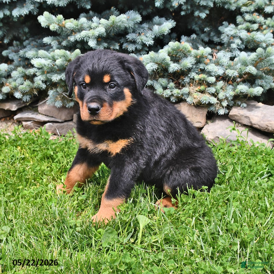 Rottweiler dogs Bruno - Ad 1
