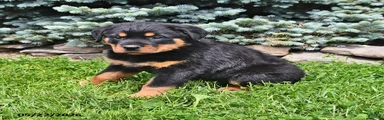 Bruno