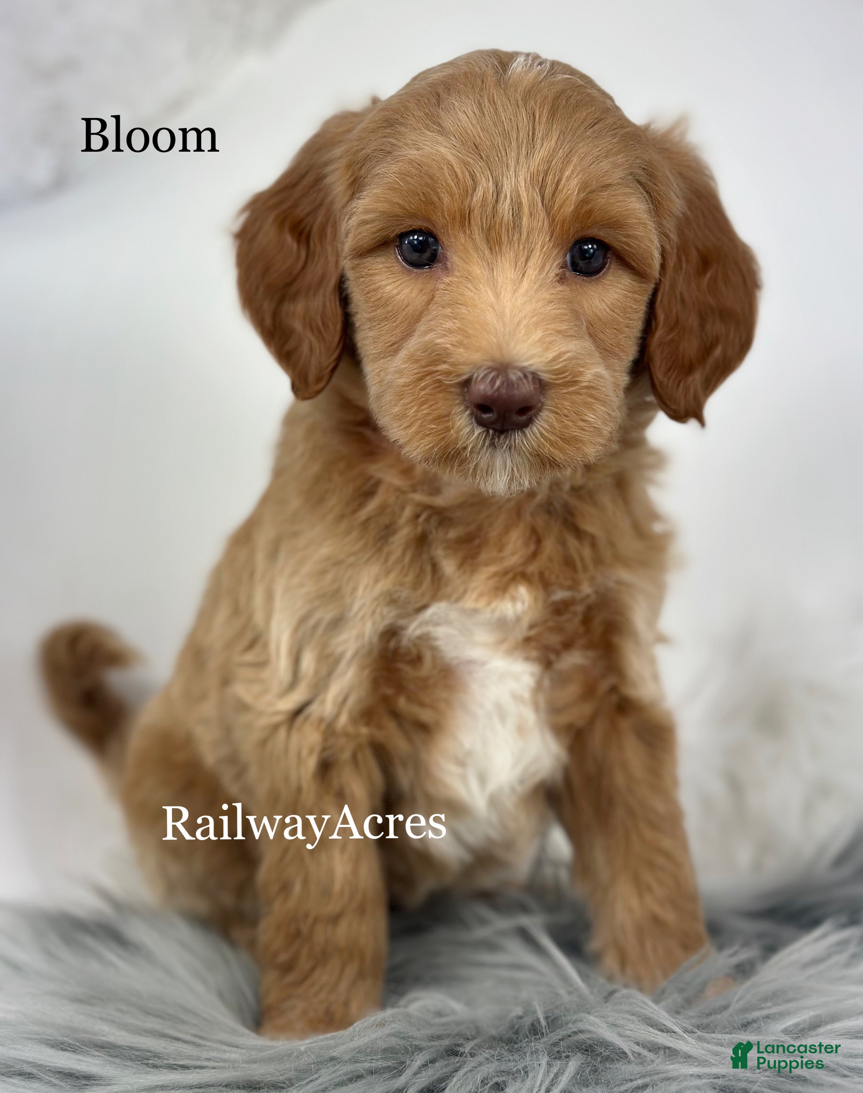 Mixed Breed dogs Bloom - Ad 31