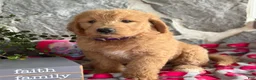 Goldendoodle dogs for sale: Nana - Ad 4