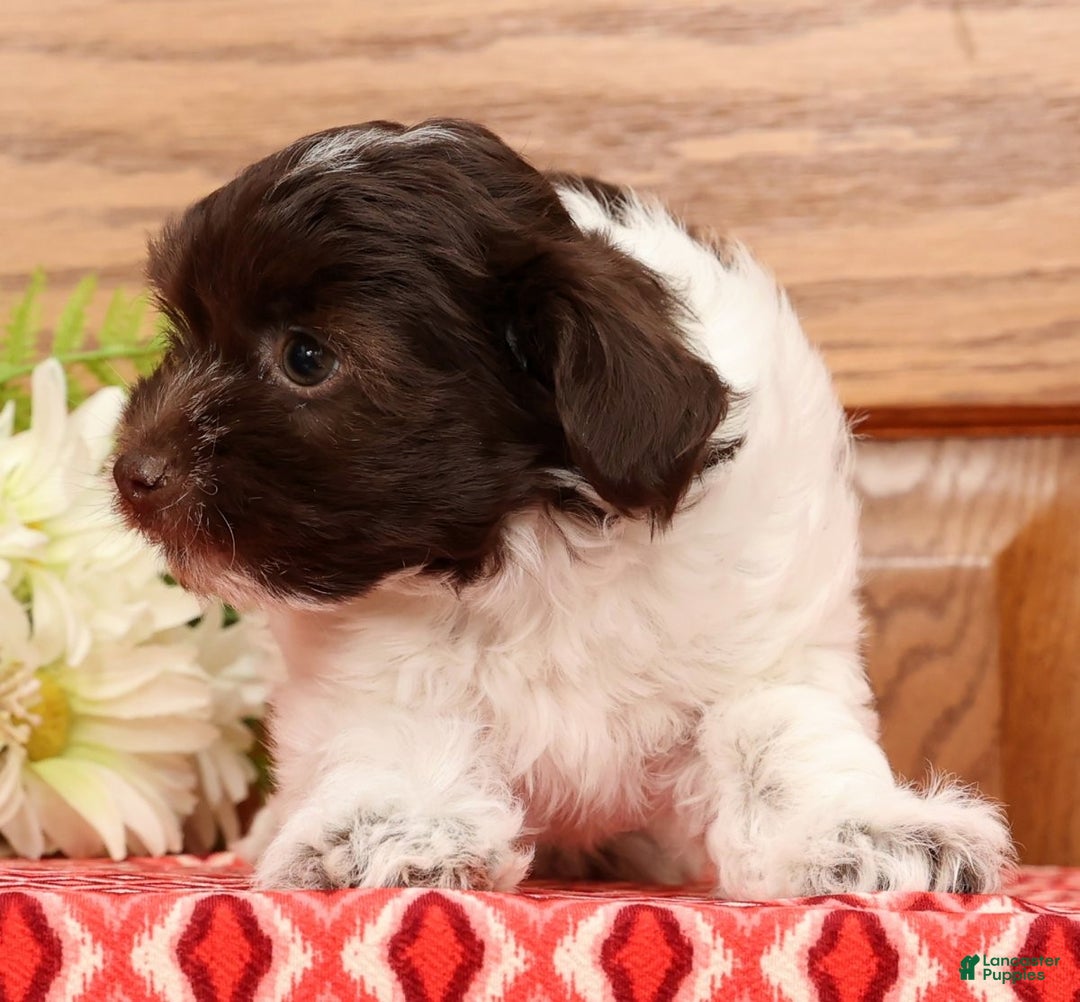 Havanese dogs for sale: Randy - Ad 8