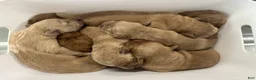 Golden Retriever dogs for sale: Green Boy - Ad 10