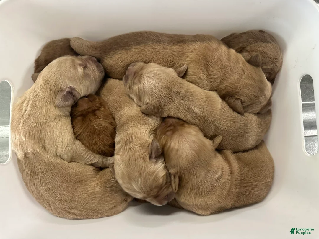 Golden Retriever dogs for sale: Green Boy - Ad 10