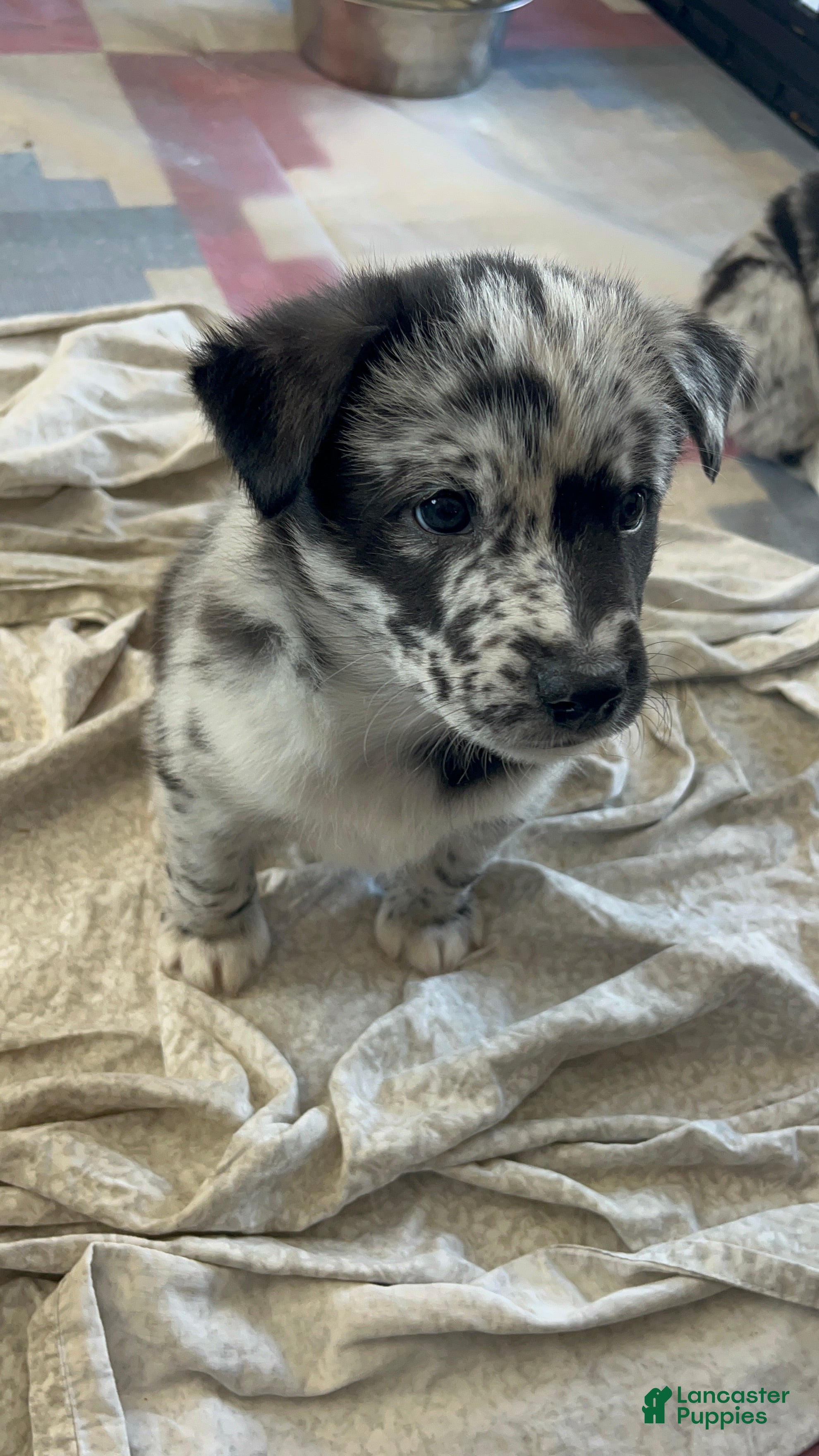 Mixed Breed dogs Clifford - Ad 18