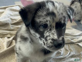 Mixed Breed dogs for sale: Clifford - Ad 4
