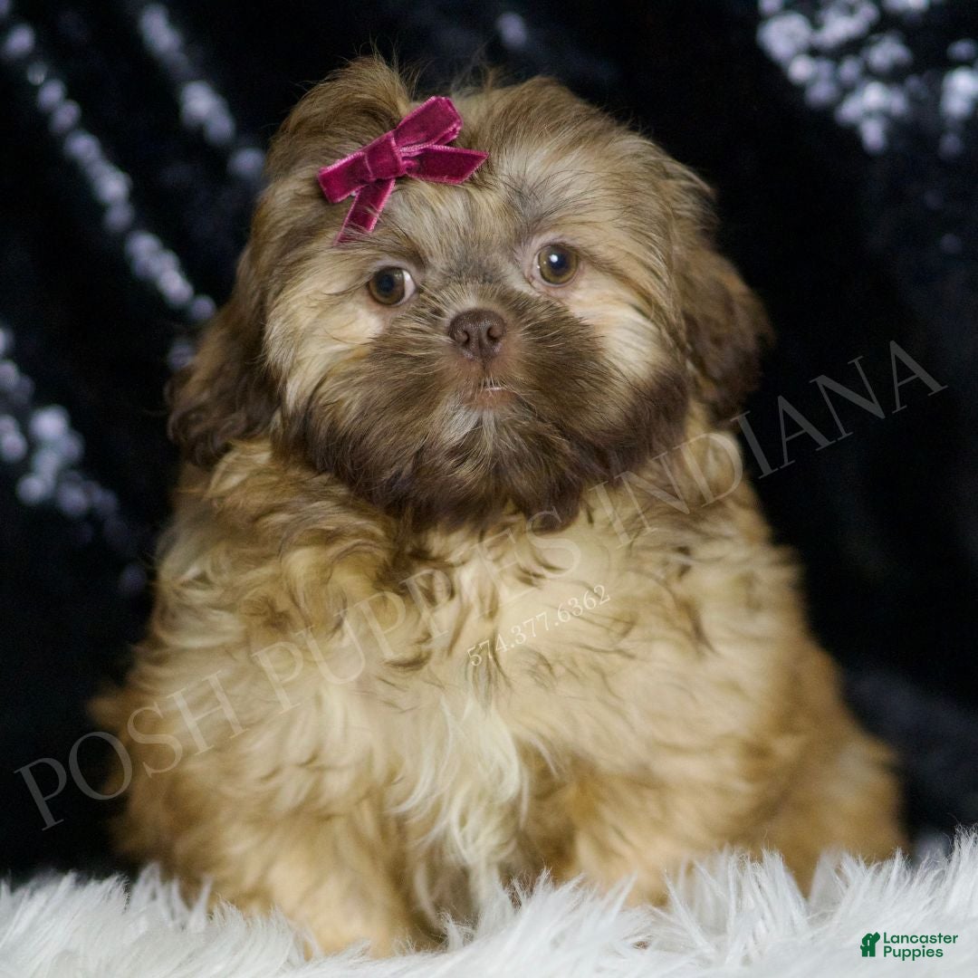 Shih Tzu dogs Gracie - Ad 1