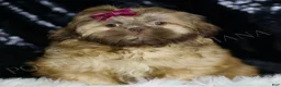 Shih Tzu dogs for sale: Gracie - Ad 1