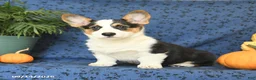 Welsh Corgi Pembroke dogs for sale: Gloria - Ad 4