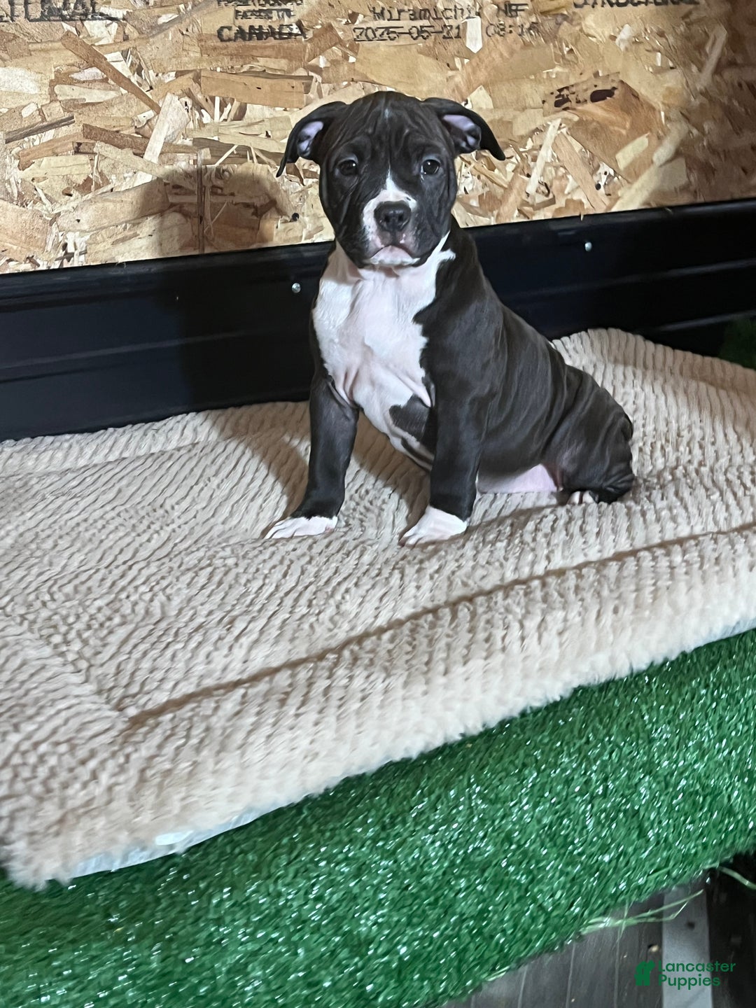 American Bully dogs for sale: Luna - Ad 4