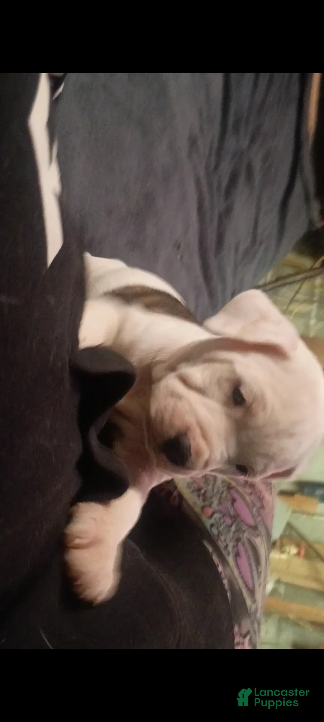 American Staffordshire Terrier dogs for sale: American Staffordshire Terrier Puppy 4 - Ad 1