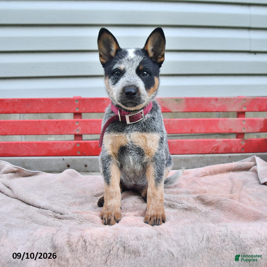 Australian Cattle Dog dogs Sadie - Ad 2