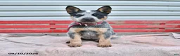 Australian Cattle Dog dogs for sale: Sadie - Ad 2