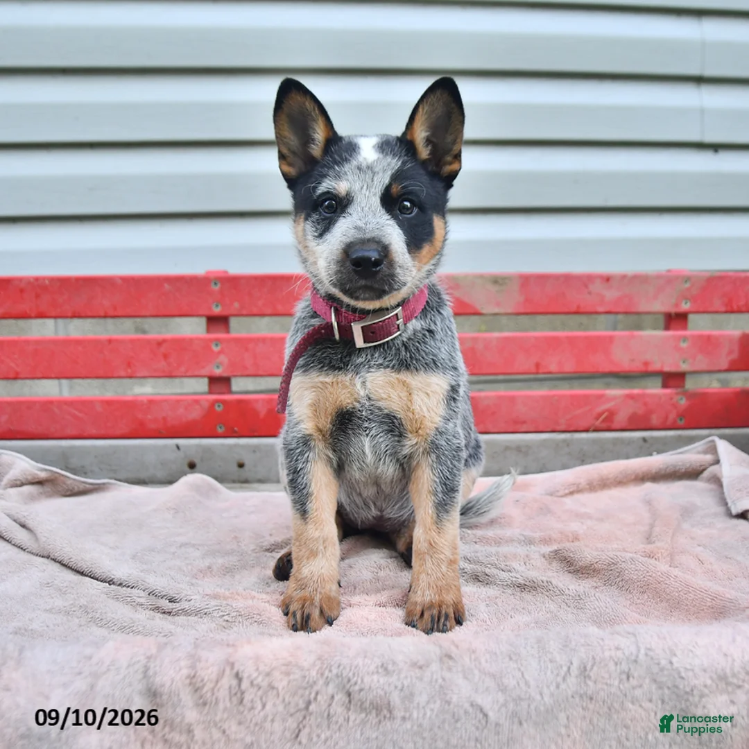 Australian Cattle Dog dogs for sale: Sadie - Ad 2