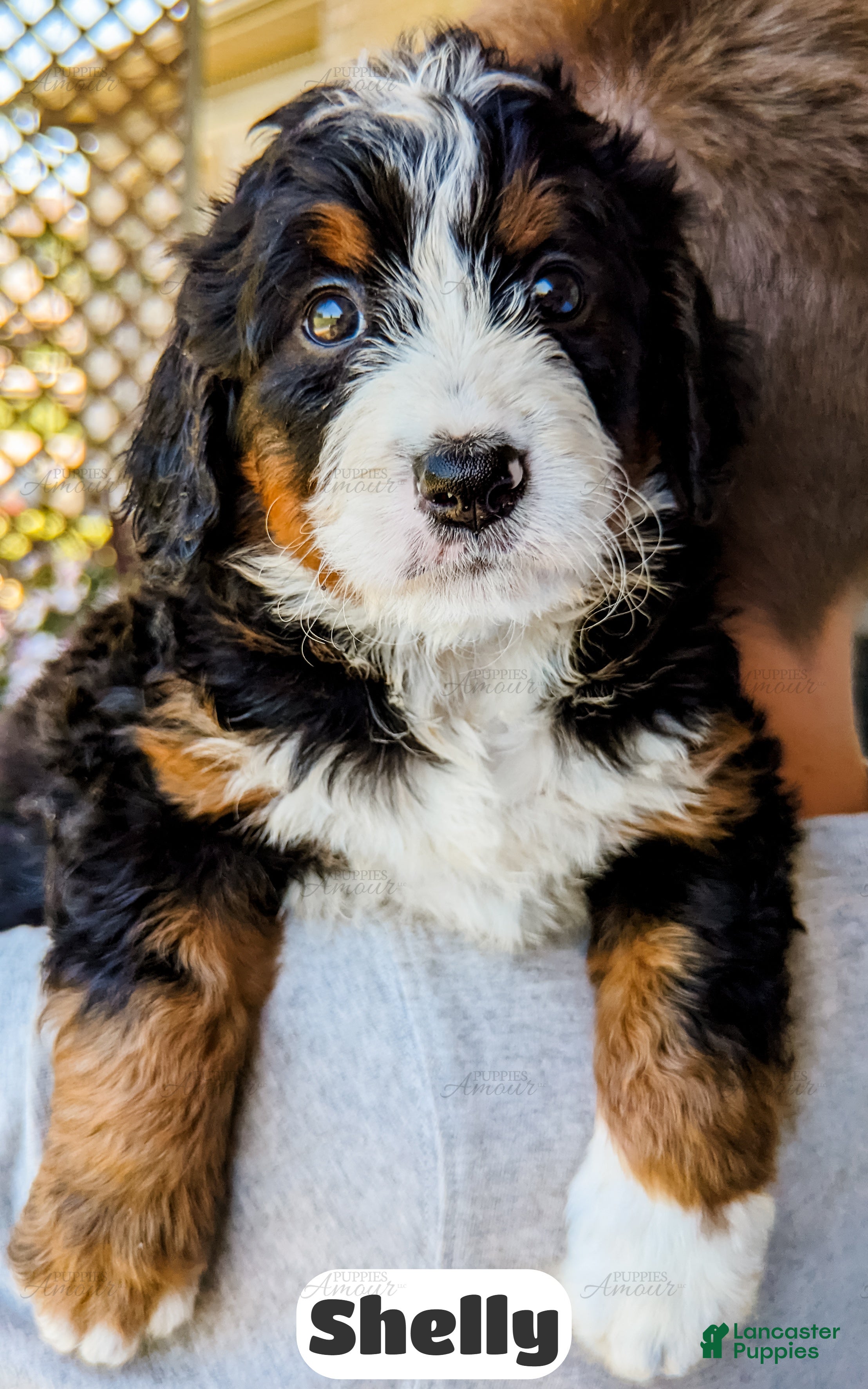 Bernedoodle dogs Shelly - Ad 1