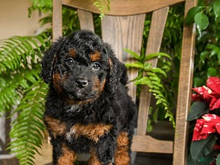 Mini Bernedoodle dogs Topher - Ad 10