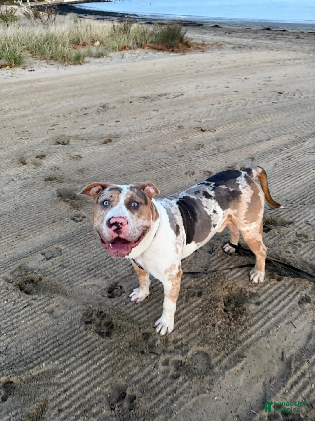 American Bully dogs for stud: Zions 1st litter - Ad 1
