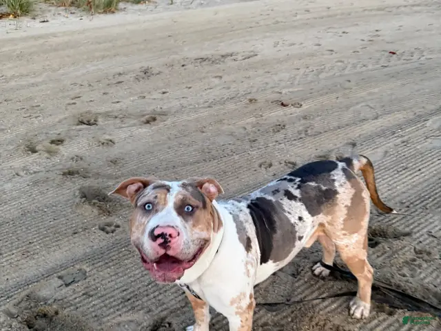 American Bully dogs for stud: Zions 1st litter - Ad 1