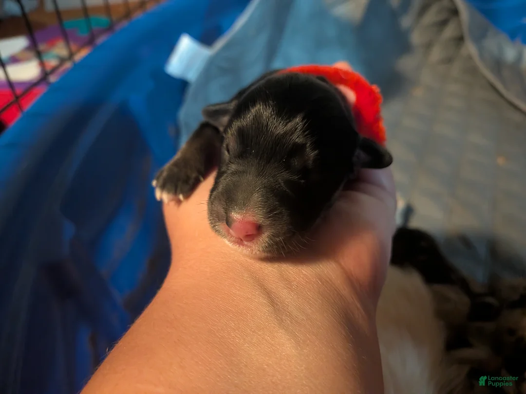 Mixed Breed dogs for sale: Red collar girl - Ad 1