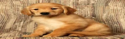 Golden Retriever dogs for sale: Rex - Ad 9