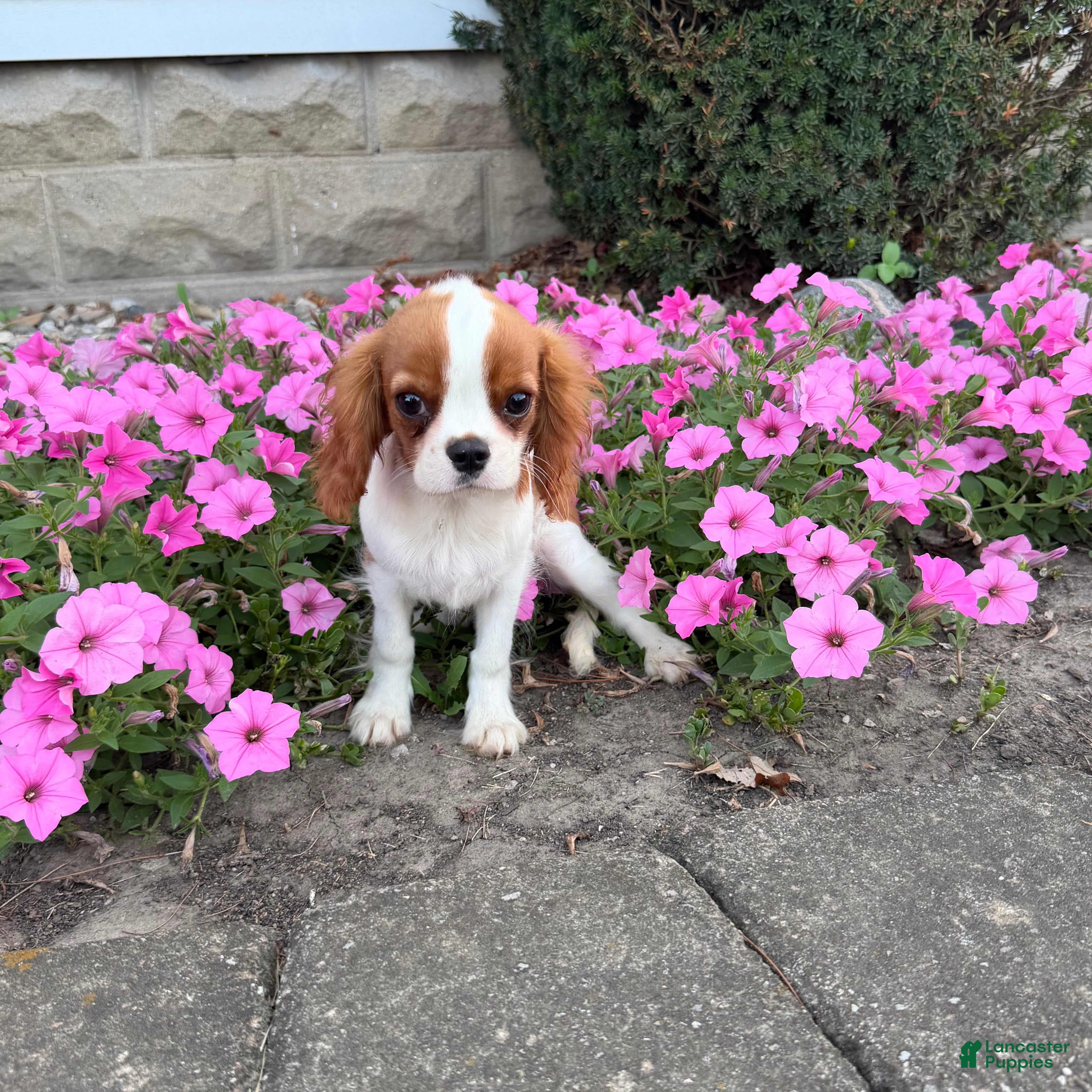 Cavalier King Charles Spaniel dogs Liam Cavalier King Charles Spaniel Puppy  - Ad 1