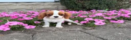 Cavalier King Charles Spaniel dogs for sale: Liam Cavalier King Charles Spaniel Puppy  - Ad 14