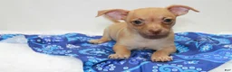 Chihuahua dogs for sale: Chihuahua 1 - Ad 4