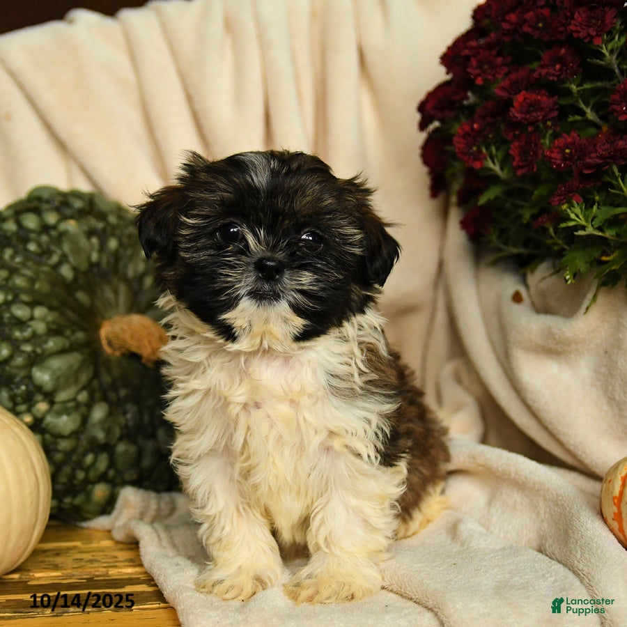 Shihpoo dogs Cash - Ad 35