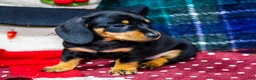 Miniature Dachshund dogs for sale: Abby - Ad 4