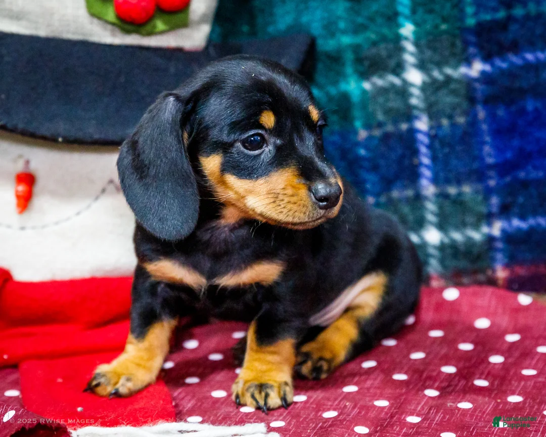 Miniature Dachshund dogs for sale: Abby - Ad 4