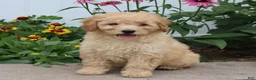 Mini Goldendoodle dogs for sale: Fluffy - Ad 1