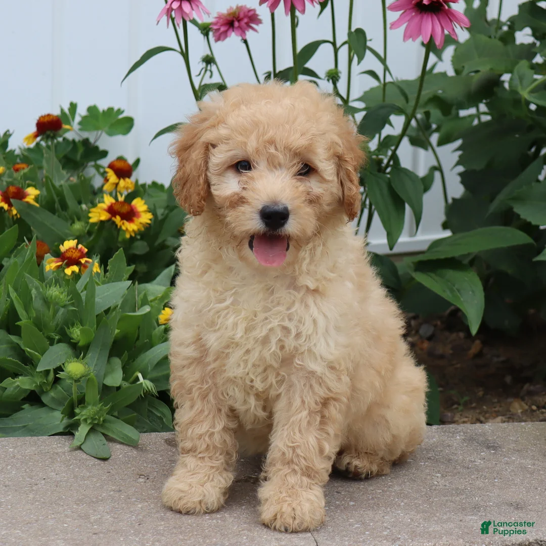 Mini Goldendoodle dogs for sale: Fluffy - Ad 1