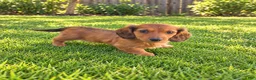 Miniature Dachshund dogs for sale: Betsy - Ad 2