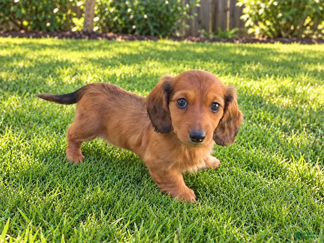 Miniature Dachshund dogs for sale: Betsy - Ad 2