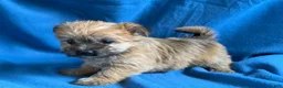 Morkie dogs for sale: Priscilla - Ad 4