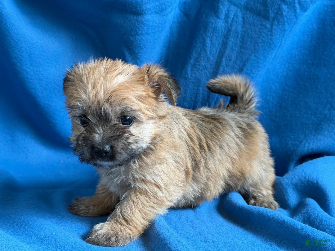 Morkie dogs for sale: Priscilla - Ad 4