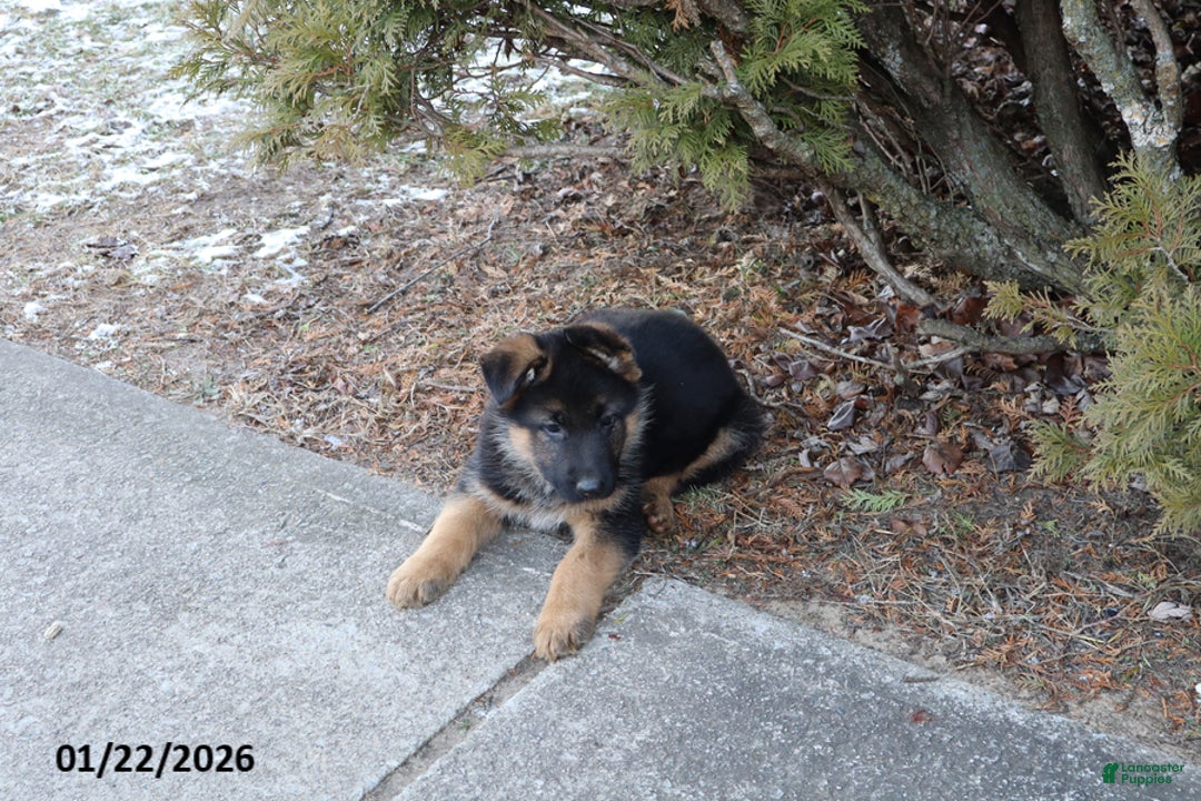 German Shepherd dogs for sale: Rocket - Ad 2